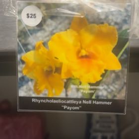 Plant care for Rhyncholaeliocattleya 'Mars' on Greg, the plant care app