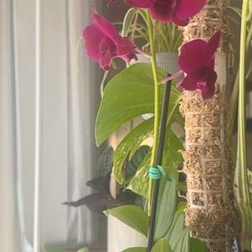 Photo of the plant species Dendrobium Orchid by @HunkyPansy9 named Zeus on Greg, the plant care app