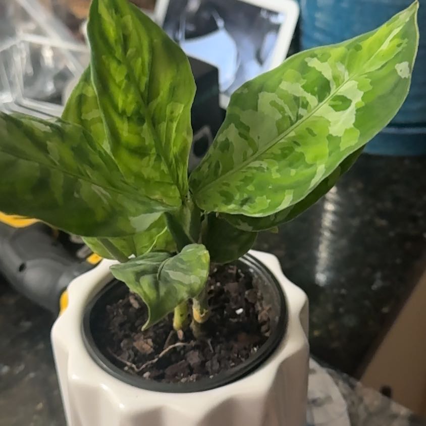 Photo of the plant species Aglaonema 'Pictum Tricolor' by @HunkyPansy9 named Aristotle on Greg, the plant care app