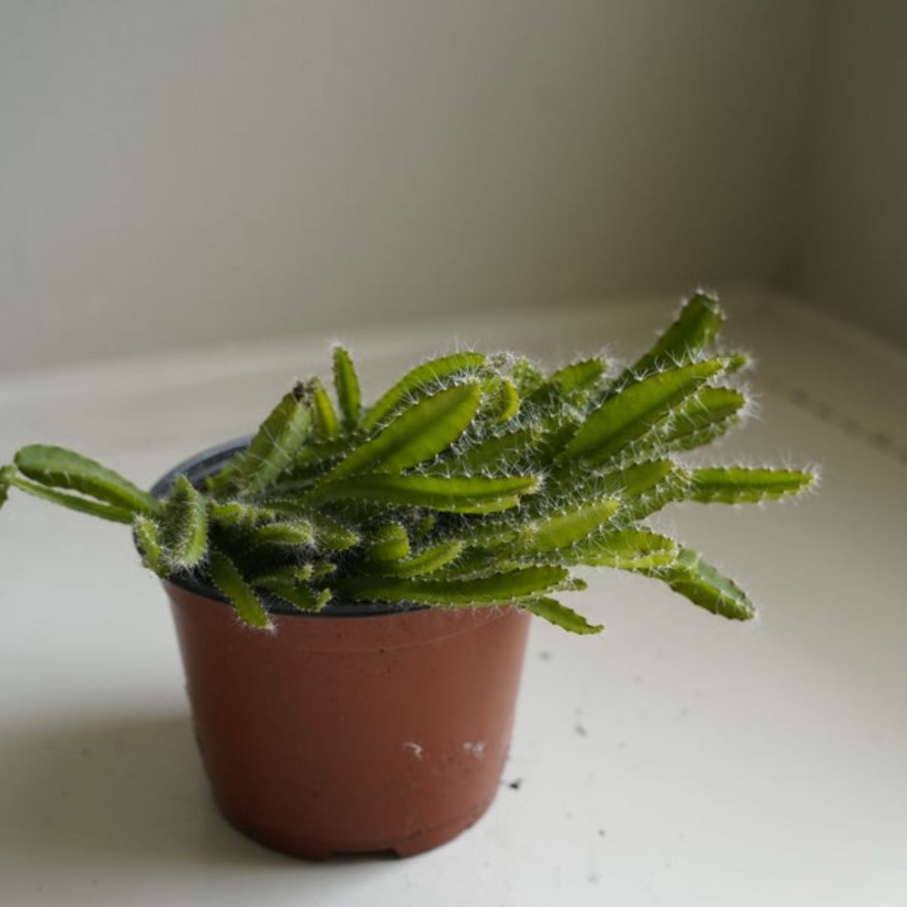 Photo of the plant species Dragon Fruit cactus by @HunkyPansy9 named Drake on Greg, the plant care app