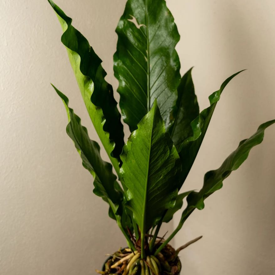 Photo of the plant species Bird Nest Anthurium by @HunkyPansy9 named Mando on Greg, the plant care app