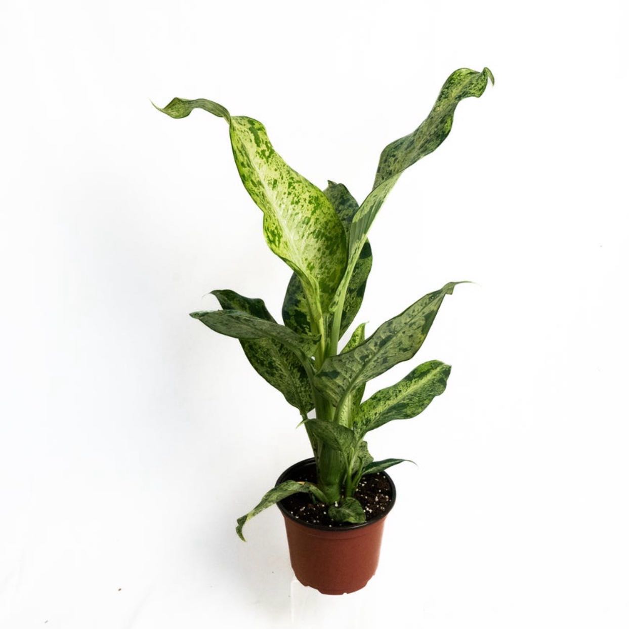 Photo of the plant species Dieffenbachia 'Maui Wowie' by @HunkyPansy9 named Darwin on Greg, the plant care app