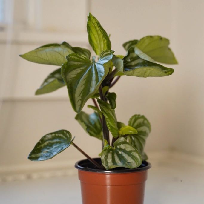 Photo of the plant species Peperomia Ecuador by @HunkyPansy9 named Treeyoncé on Greg, the plant care app