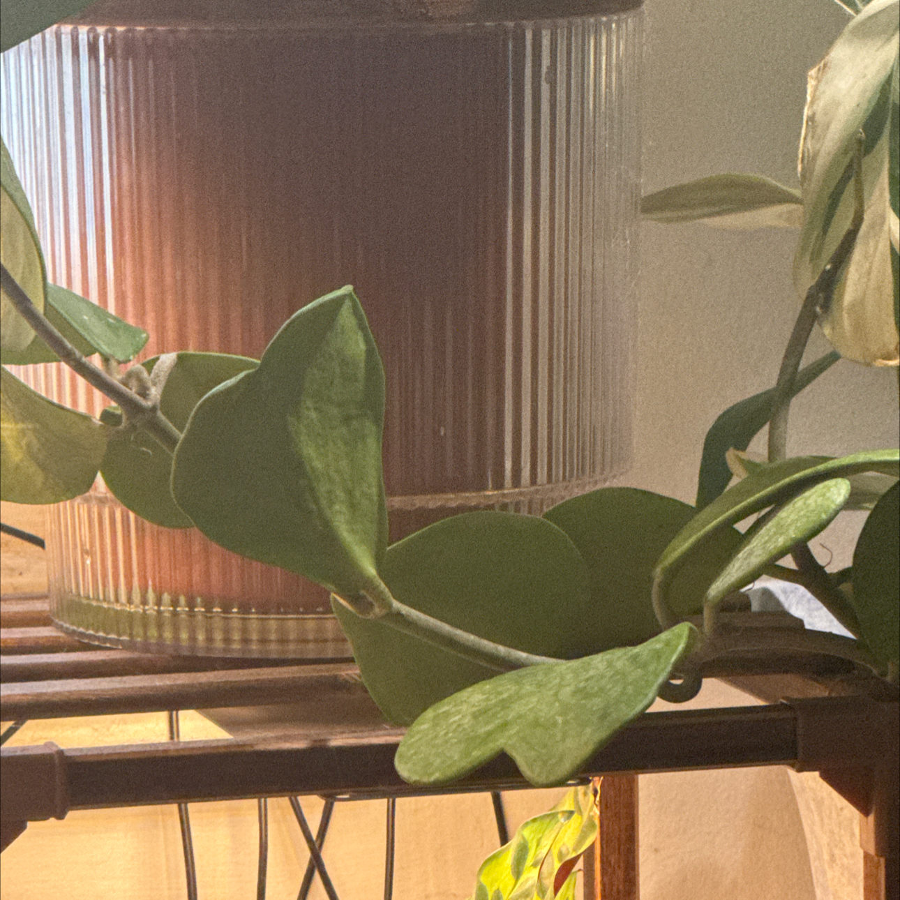 Photo of the plant species Sweetheart plant by @HunkyPansy9 named Marilyn on Greg, the plant care app