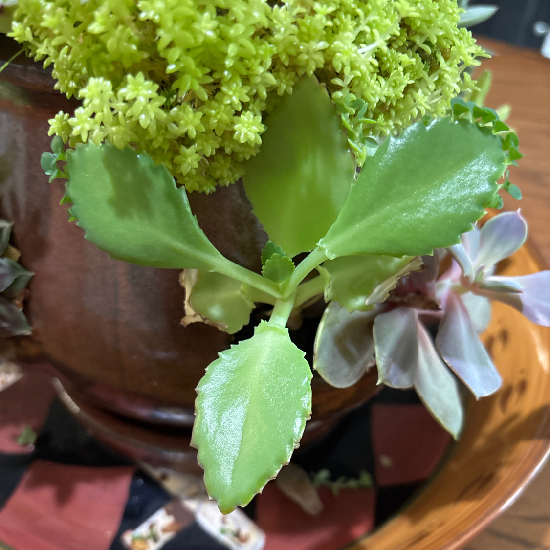 Photo of the plant species Solomon's Plume by @AdmiredAnahaw89 named Muhammad Ali on Greg, the plant care app