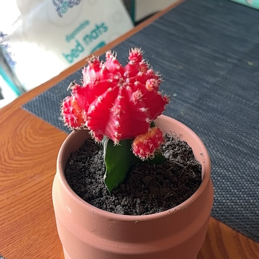 Photo of the plant species Grafted Cacti by @BetterRimu51 named Friedrich on Greg, the plant care app