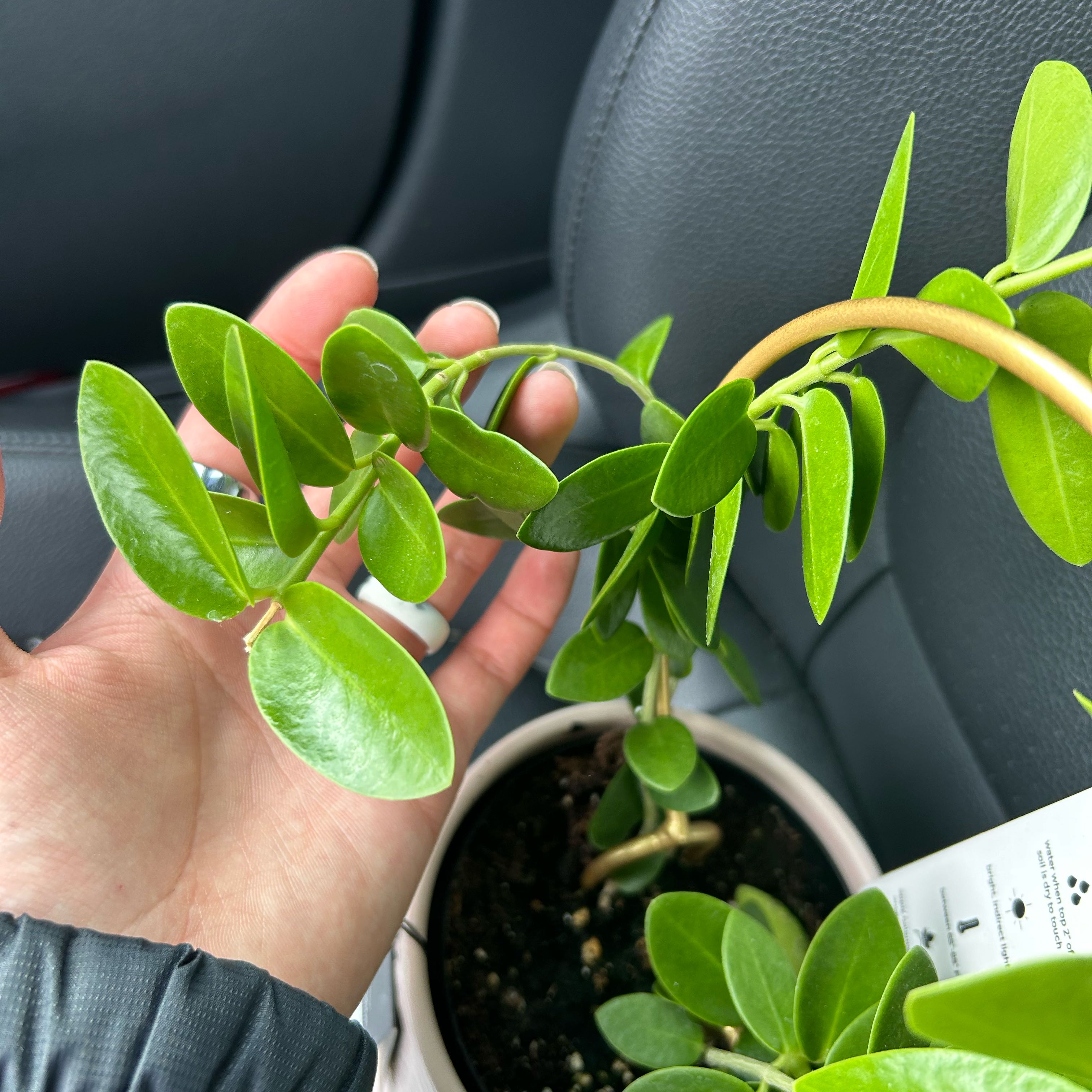 Photo of the plant species samoan waxplant by @QuietChickpea40 named Rosa on Greg, the plant care app