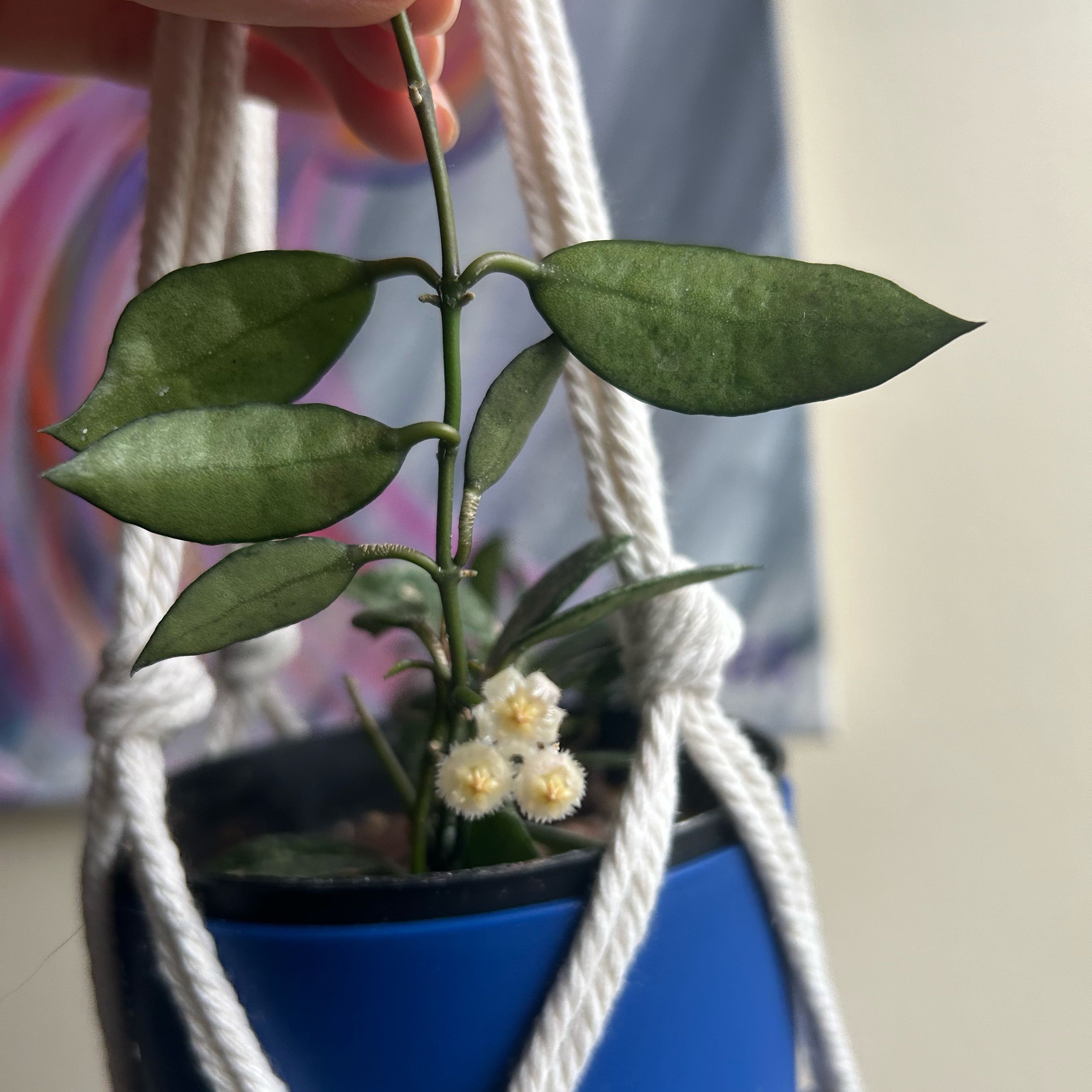 Photo of the plant species Snow Caps Hoya Lacunosa by @QuietChickpea40 named Eva on Greg, the plant care app