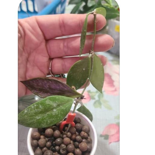 Photo of the plant species Hoya 'Memoria' by @QuietChickpea40 named Emerson on Greg, the plant care app