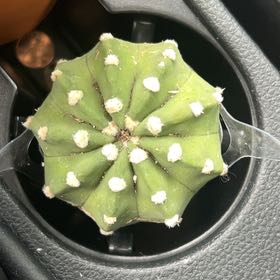 Photo of the plant species Domino Cactus by @QuietChickpea40 named Baesil on Greg, the plant care app