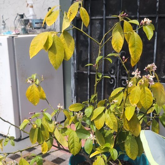Photo of the plant species Dwarf Improved Meyer Lemon Tree by @SunnyDisphyma36 named Mollie on Greg, the plant care app