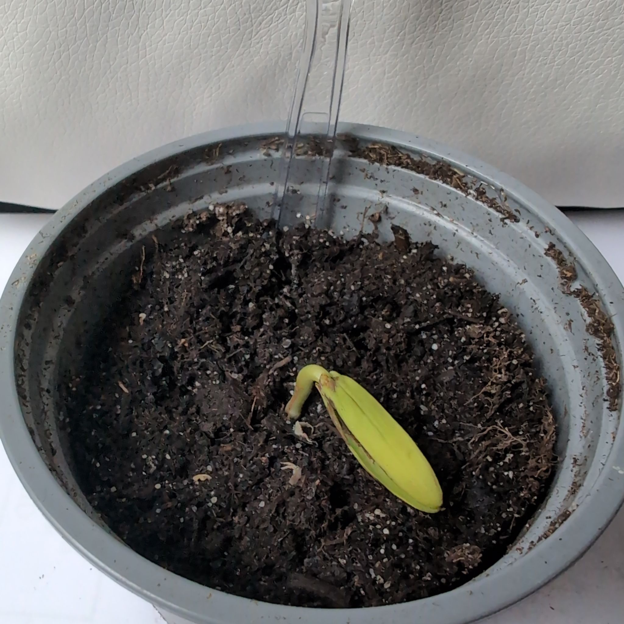 Photo of the plant species Flame Tree by @BestSunstar28 named Ashenbee on Greg, the plant care app
