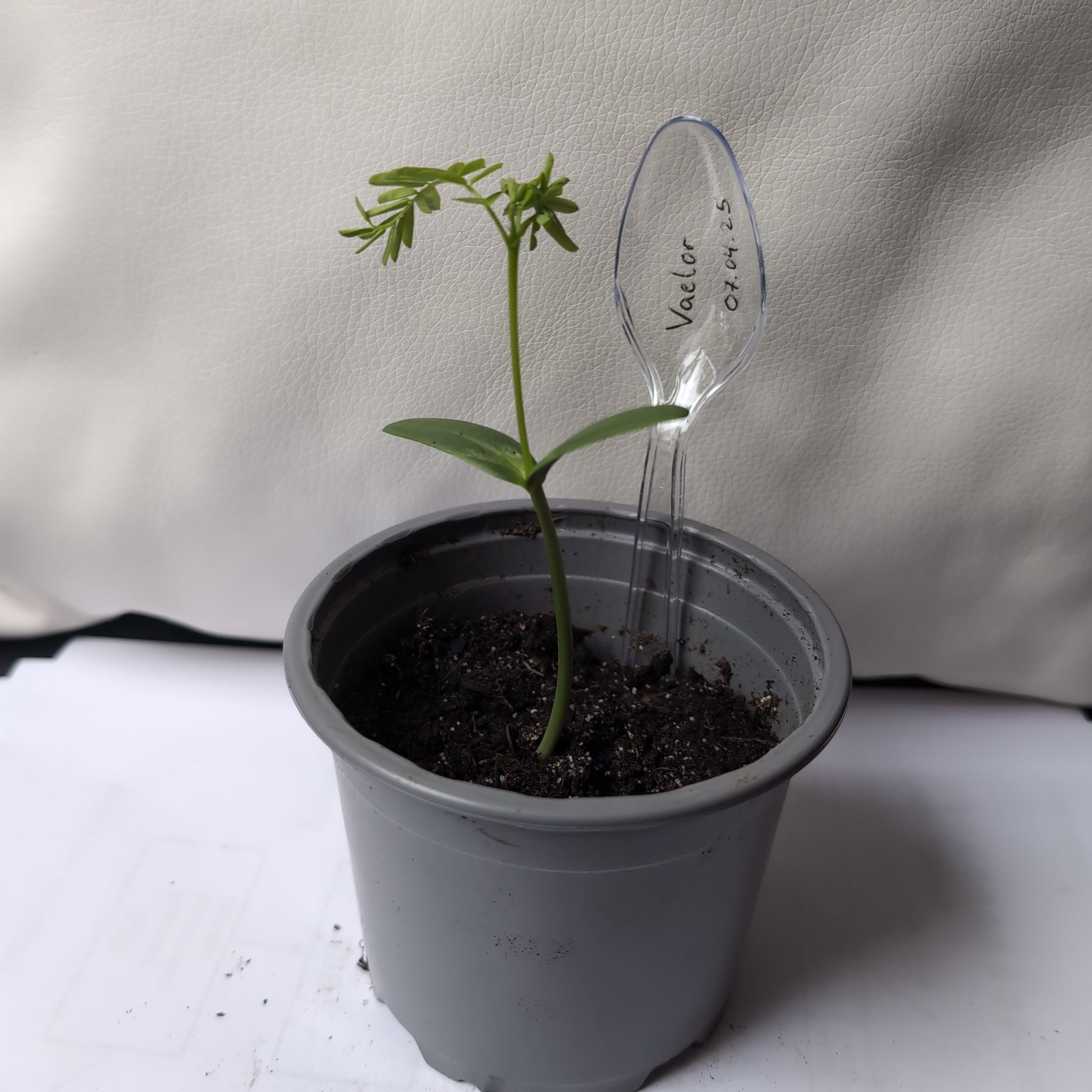 Photo of the plant species Flame Tree by @BestSunstar28 named Vaelor on Greg, the plant care app