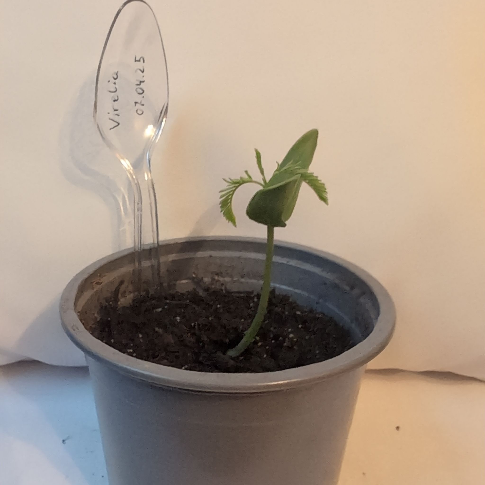 Photo of the plant species Flame Tree by @BestSunstar28 named Virelia on Greg, the plant care app
