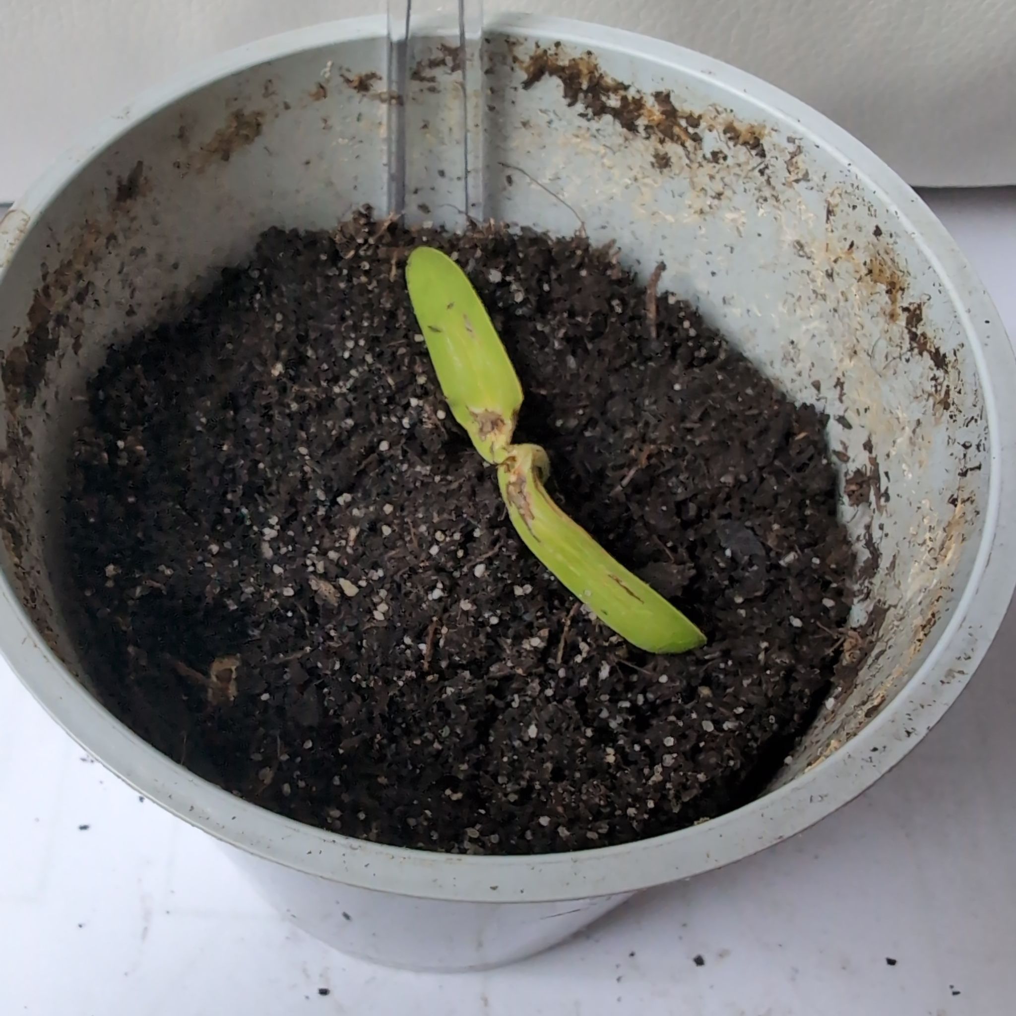 Photo of the plant species Flame Tree by @BestSunstar28 named Ignis on Greg, the plant care app