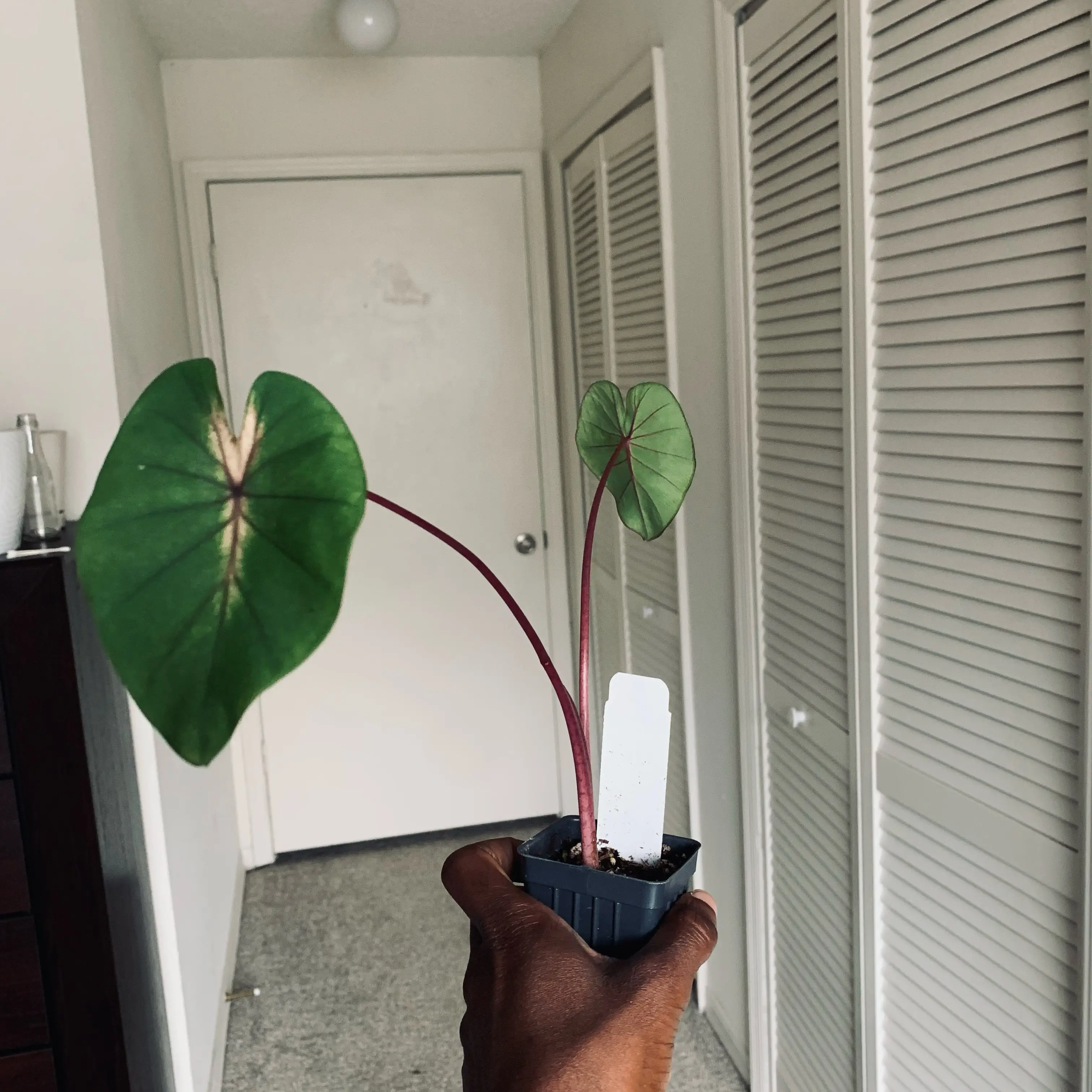 Photo of the plant species Waikiki by @ThymeAfterThyme named Zion on Greg, the plant care app