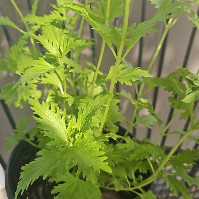 Photo of the plant species Gregg's Mistflower by @SavvyPinkCactus named Walt on Greg, the plant care app