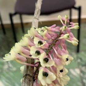 Photo of the plant species Harper's Pipewort by @GrandTurkeyoak named Harper on Greg, the plant care app