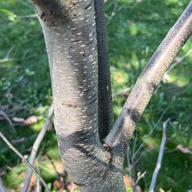 Photo of the plant species Hop Tree by @StarNiaouli64 named Shakira on Greg, the plant care app