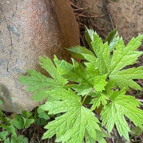 Photo of the plant species Leonurus Cardiaca by @StarNiaouli64 named Cleopatra on Greg, the plant care app