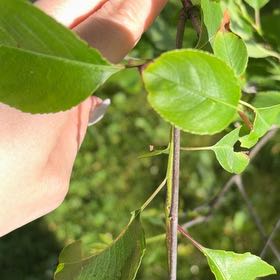 Photo of the plant species Bradford Pear by @StarNiaouli64 named Figyonce on Greg, the plant care app