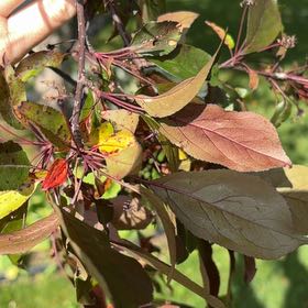 Photo of the plant species Western Dogwood by @StarNiaouli64 named Sage on Greg, the plant care app