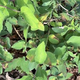 Photo of the plant species Morrow's Honeysuckle by @StarNiaouli64 named Luna on Greg, the plant care app