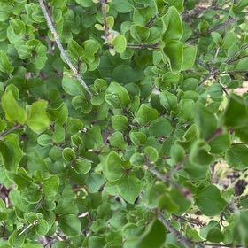Photo of the plant species Rockspray Cotoneaster by @StarNiaouli64 named Kesha on Greg, the plant care app
