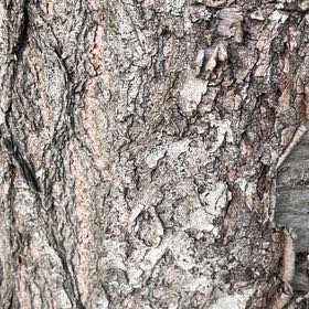 Photo of the plant species Cedrus Deodara by @StarNiaouli64 named Einstein on Greg, the plant care app