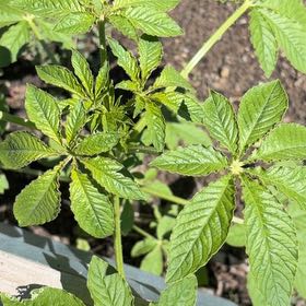 Photo of the plant species Cleome Hassleriana by @StarNiaouli64 named Aria on Greg, the plant care app