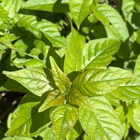 Photo of the plant species Common Buttonbush by @StarNiaouli64 named Foxxy on Greg, the plant care app