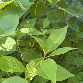 Photo of the plant species Japanese Tree Lilac by @StarNiaouli64 named Sherlock on Greg, the plant care app