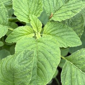 Photo of the plant species Purple Amaranth by @StarNiaouli64 named Tolkien on Greg, the plant care app
