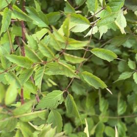 Photo of the plant species Manitoba Maple by @StarNiaouli64 named Gobi on Greg, the plant care app