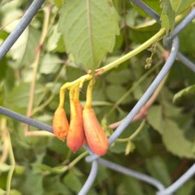 Photo of the plant species Trumpet Creeper by @StarNiaouli64 named Homer on Greg, the plant care app