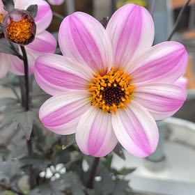 Photo of the plant species Garden Dahlia by @SupremeRedmambo named Tupot amaroot on Greg, the plant care app