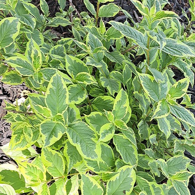 Photo of the plant species Old Fashioned Weigela by @MotherGrass73 named Einstein on Greg, the plant care app