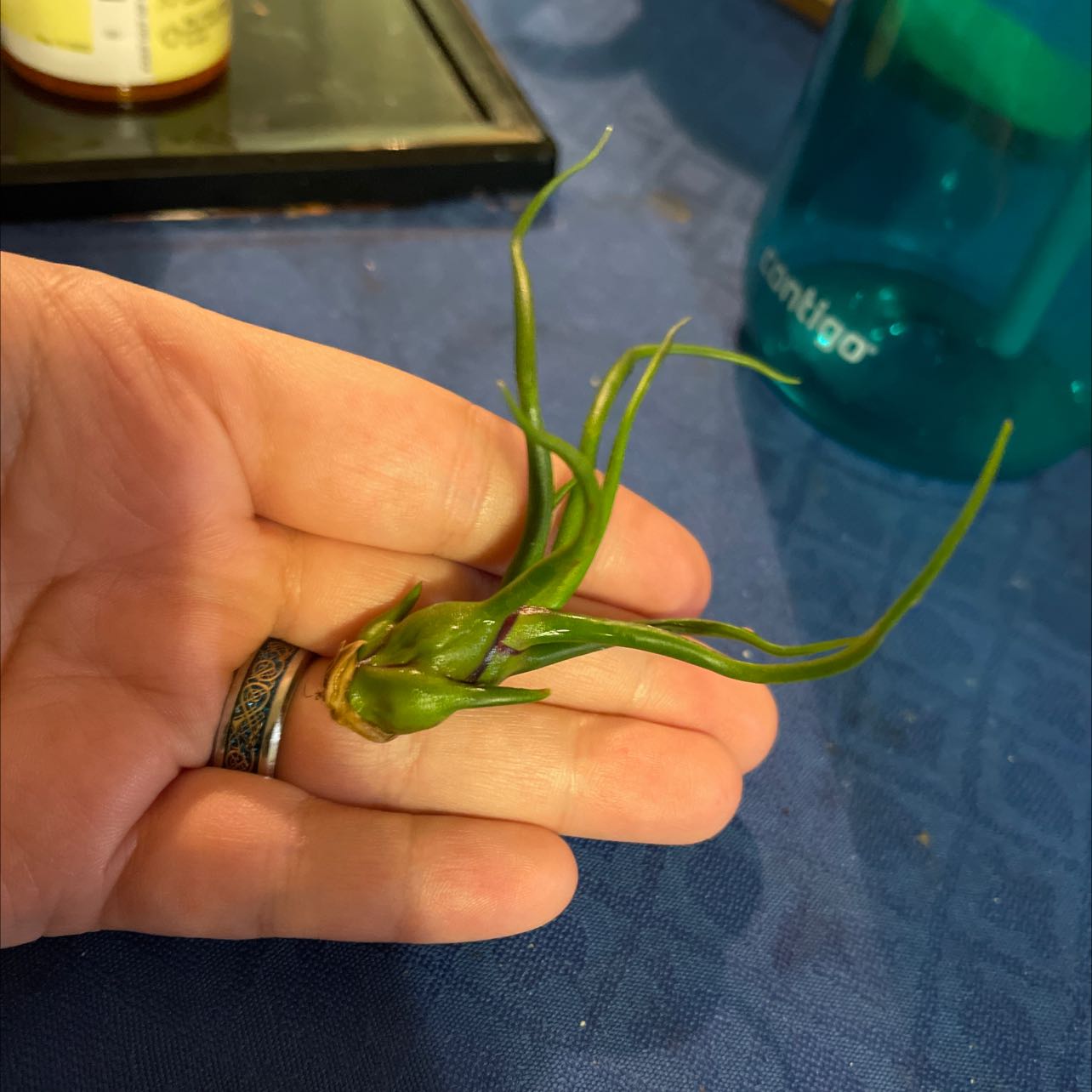 A healthy Bulbosa Air Plant being held in a hand.