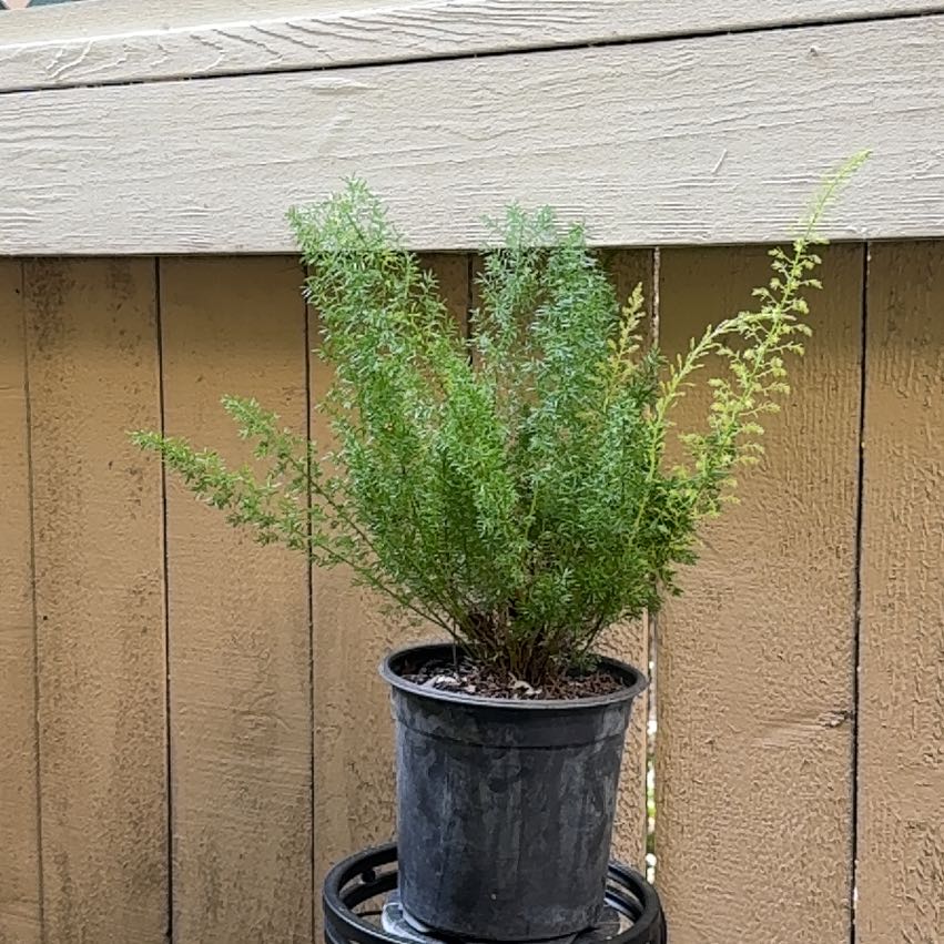 Photo of the plant species Variegated Foxtail Fern by @Blueburrito18 named Gates on Greg, the plant care app