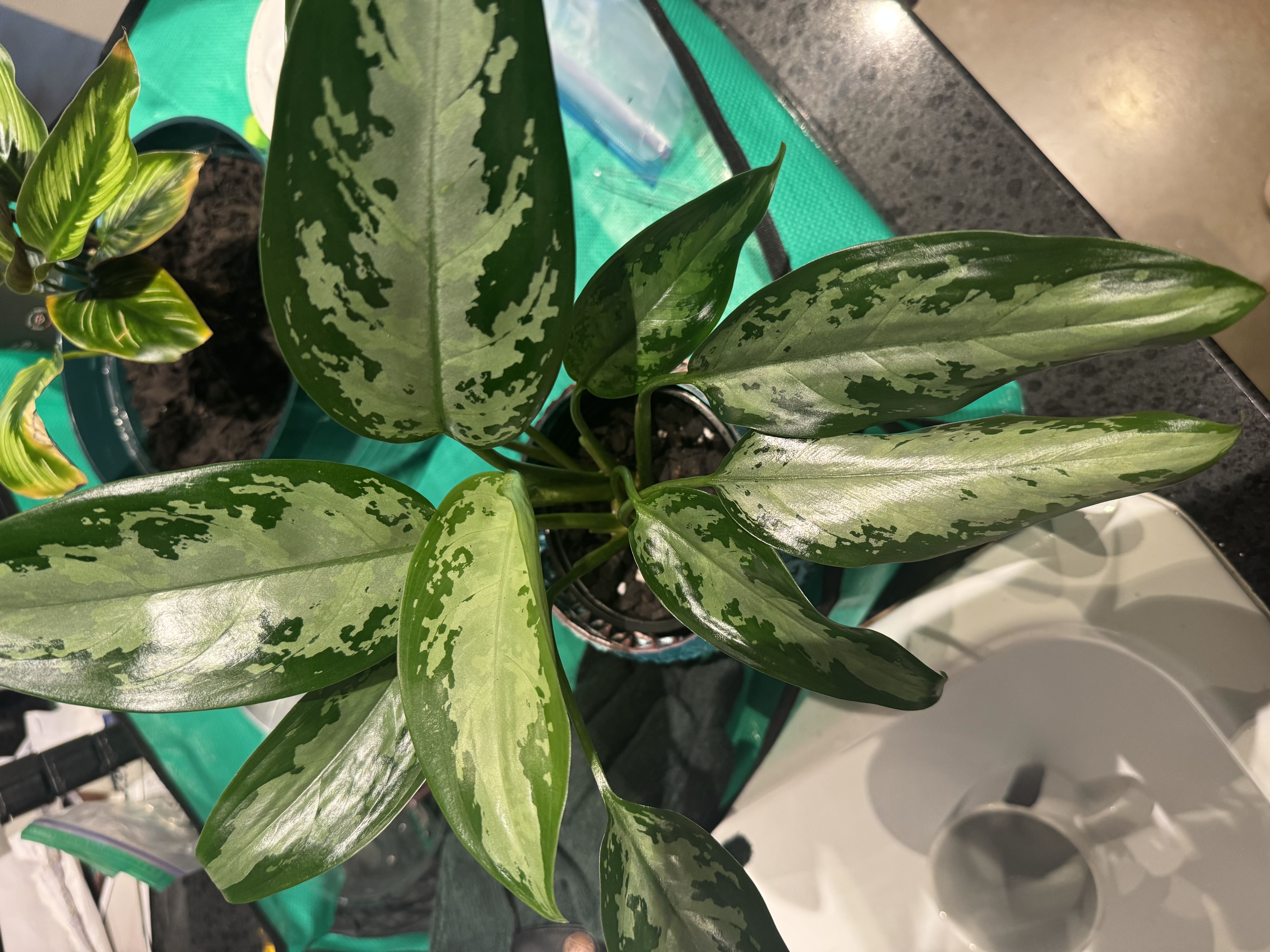 Aglaonema Pictum ANG-F1-381