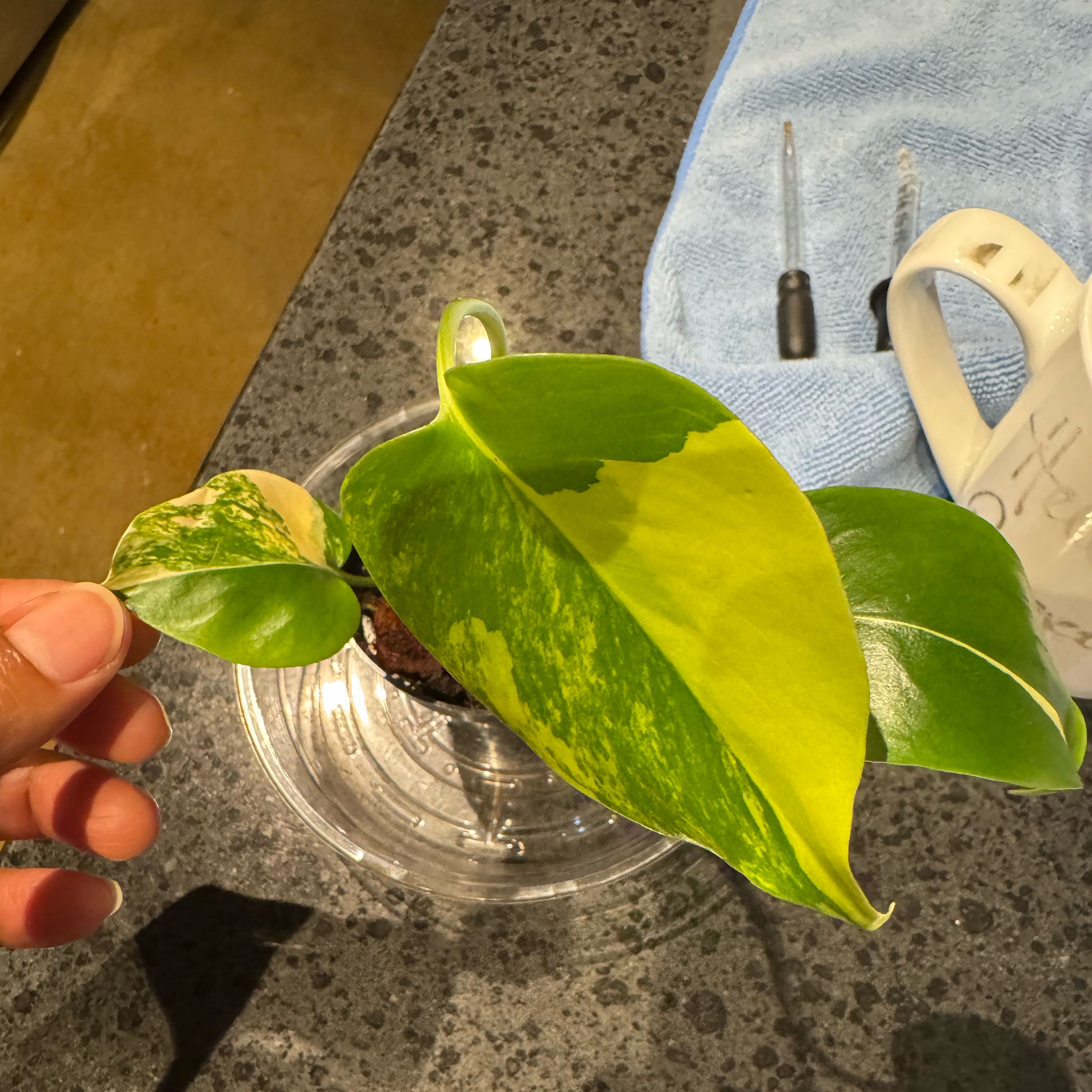 Photo of the plant species Monstera 'Yellow Marilyn' by @RulerPothos63 named Marilyn on Greg, the plant care app