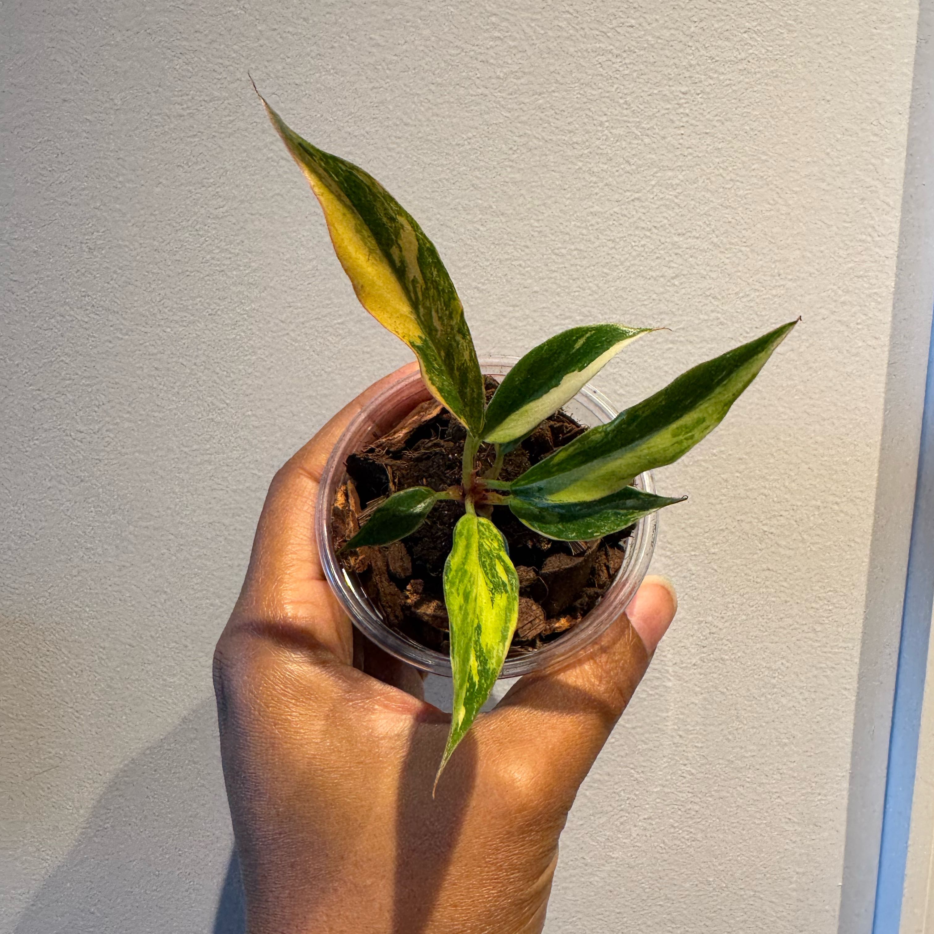 Photo of the plant species Fire Tiger Philodendron by @RulerPothos63 named Leaf Erickson on Greg, the plant care app
