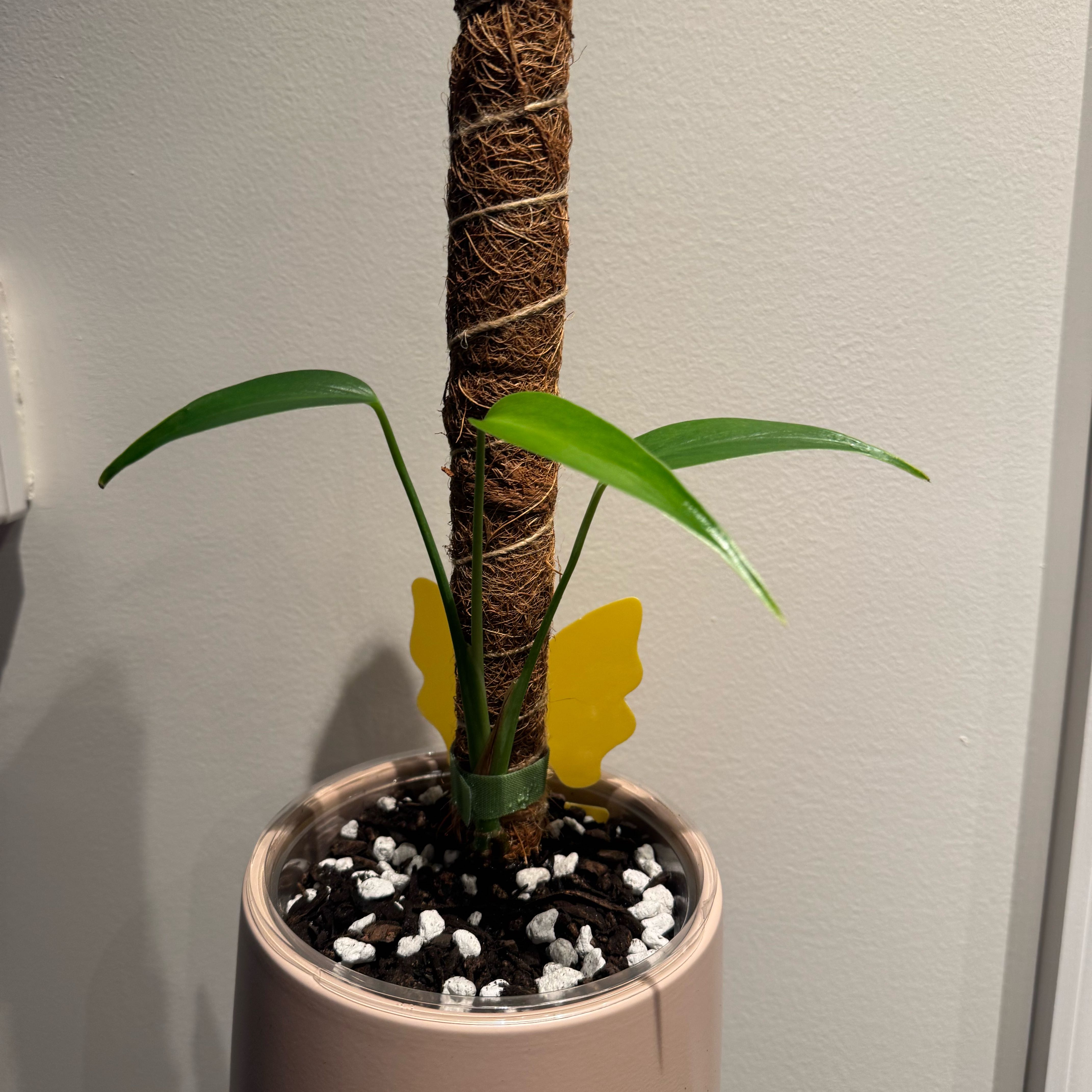 Photo of the plant species Monstera 'Burle Marx Flame' by @RulerPothos63 named Huckleberry Fern on Greg, the plant care app