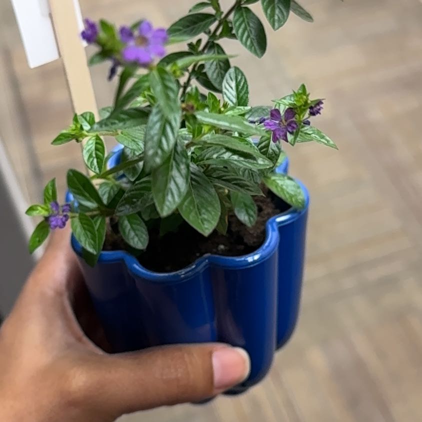 Photo of the plant species Hawaiian Heather by @RulerPothos63 named Sherlock on Greg, the plant care app