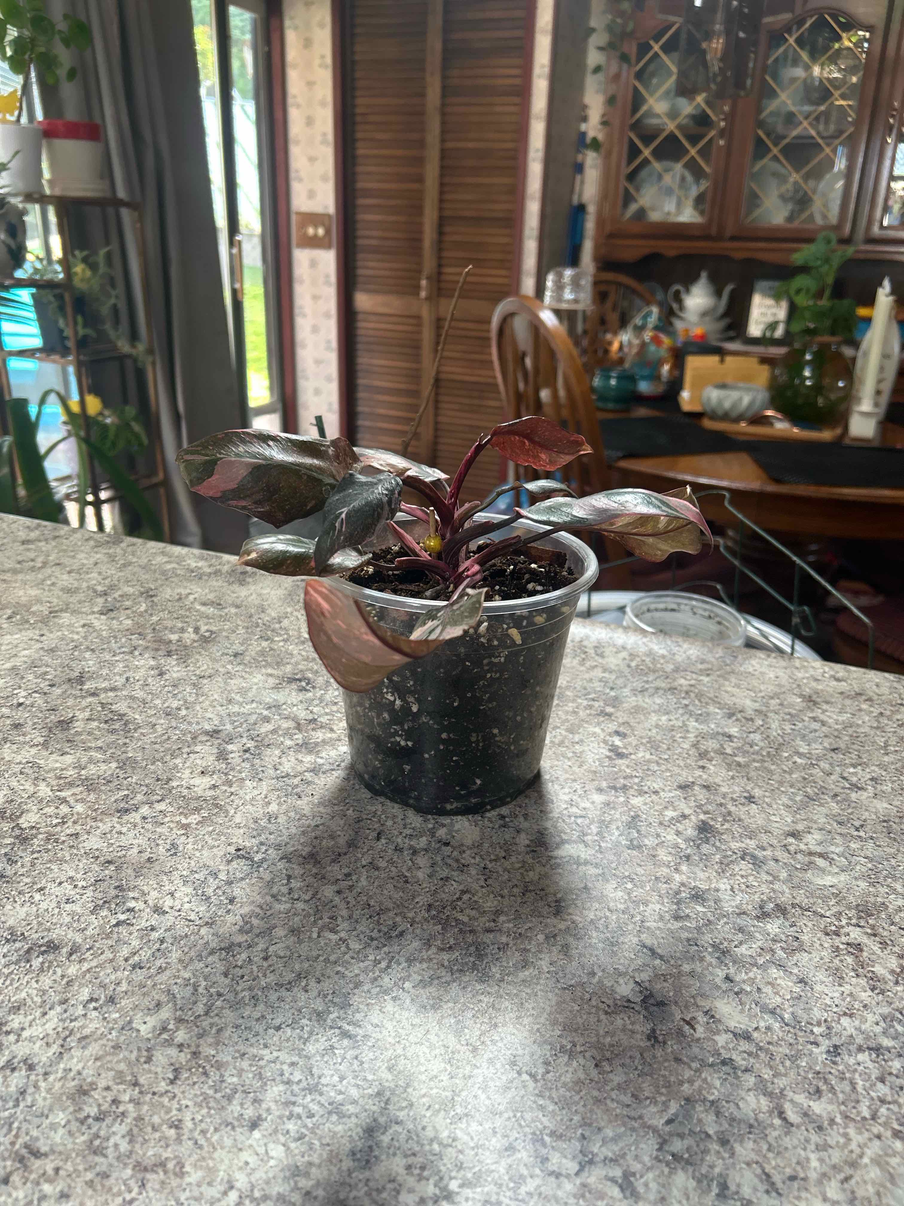 Photo of the plant species pink princess marble galaxy by @WhizNeem3 named Demi on Greg, the plant care app