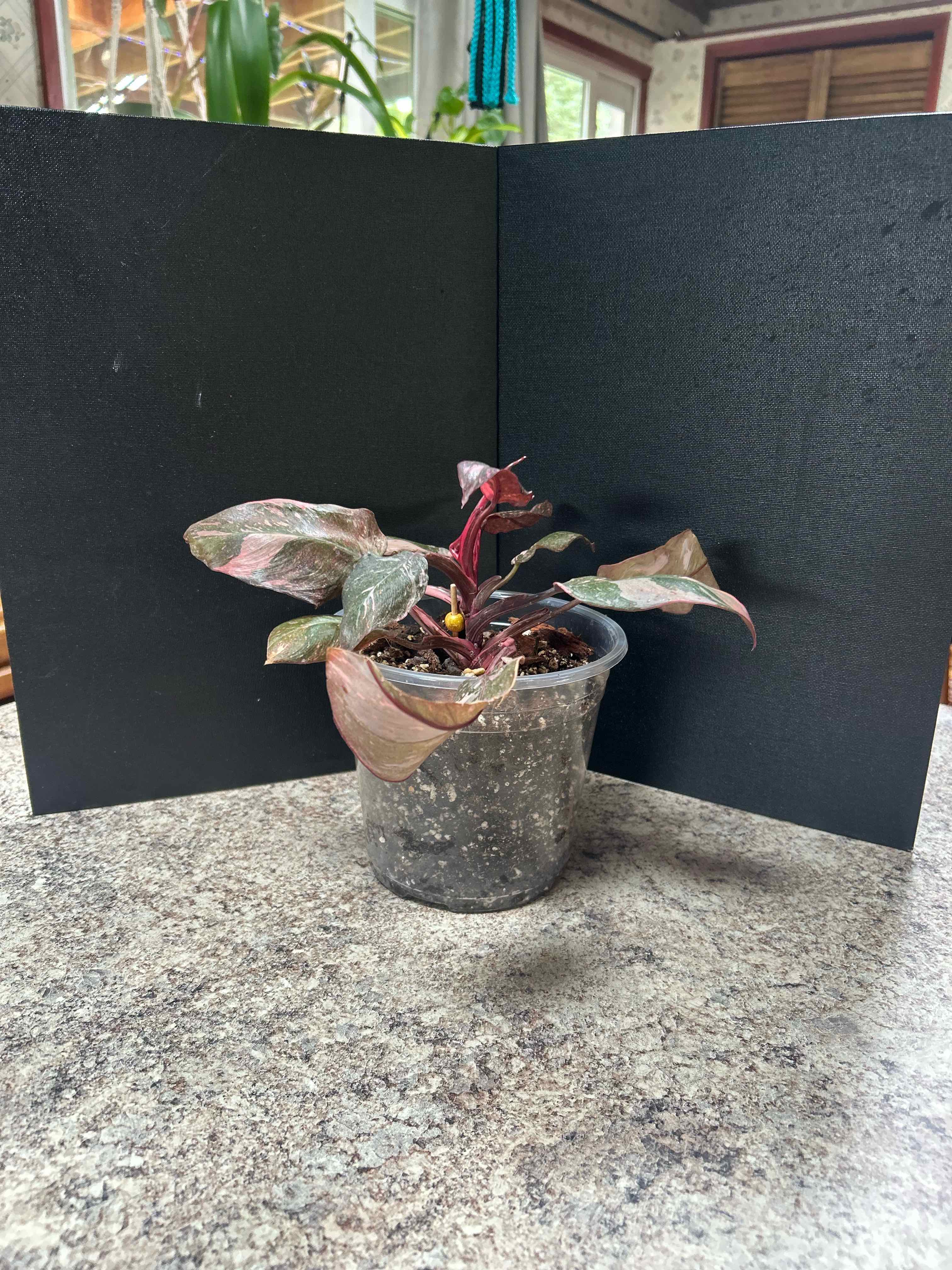 Photo of the plant species pink princess marble galaxy by @WhizNeem3 named Demi on Greg, the plant care app