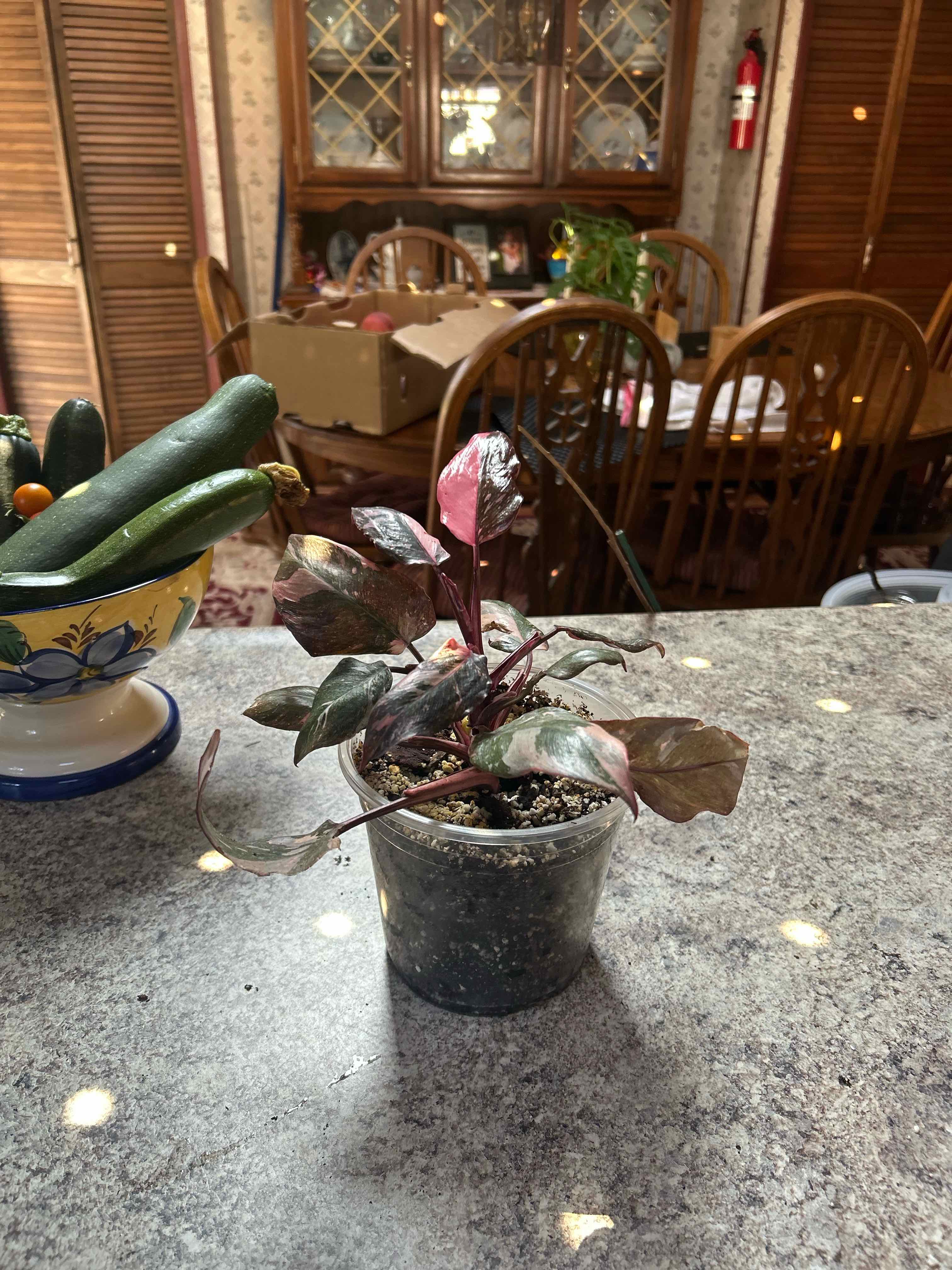 Photo of the plant species pink princess marble galaxy by @WhizNeem3 named Demi on Greg, the plant care app