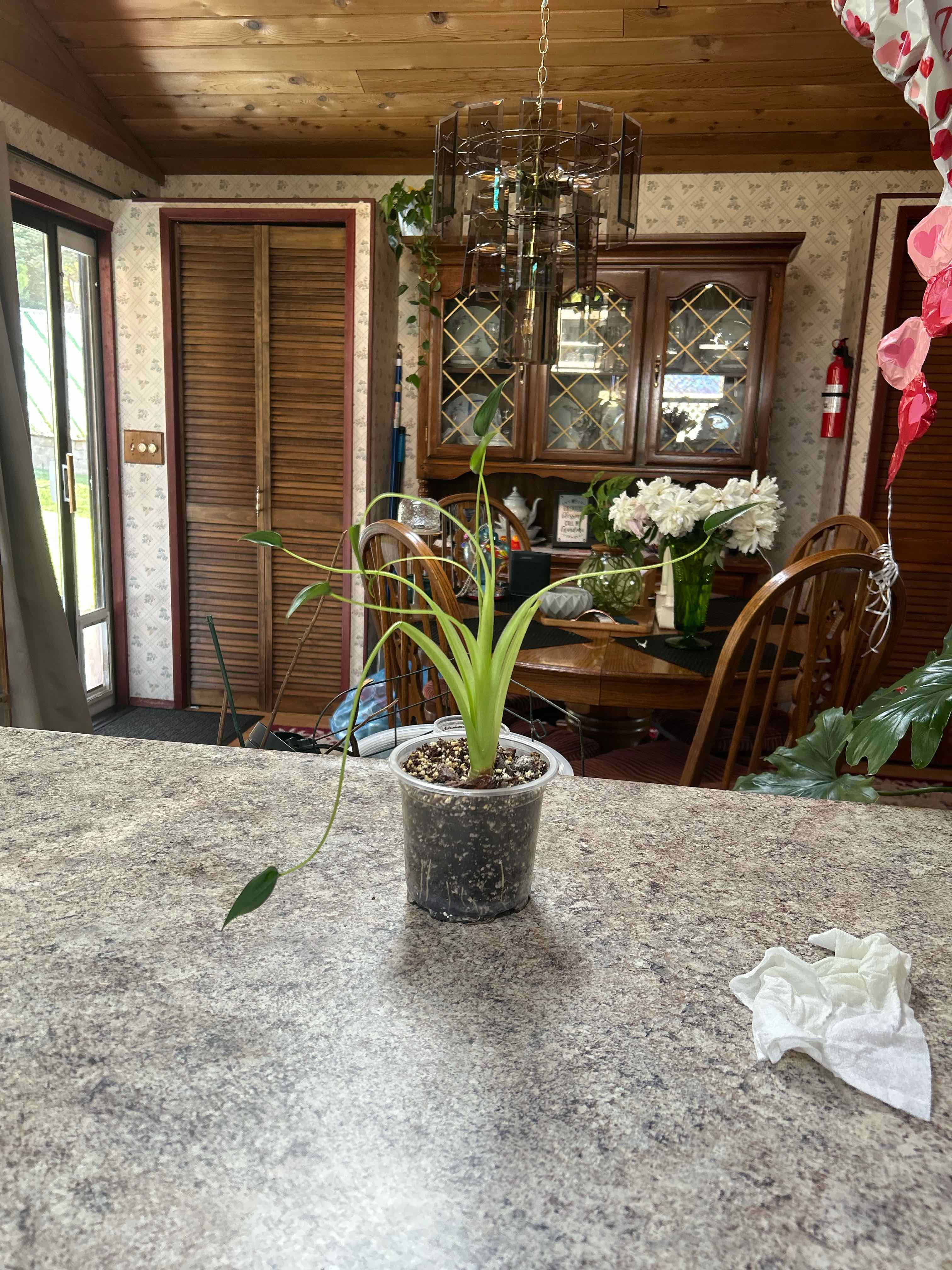 Photo of the plant species Cunjevoi by @WhizNeem3 named Sonora on Greg, the plant care app