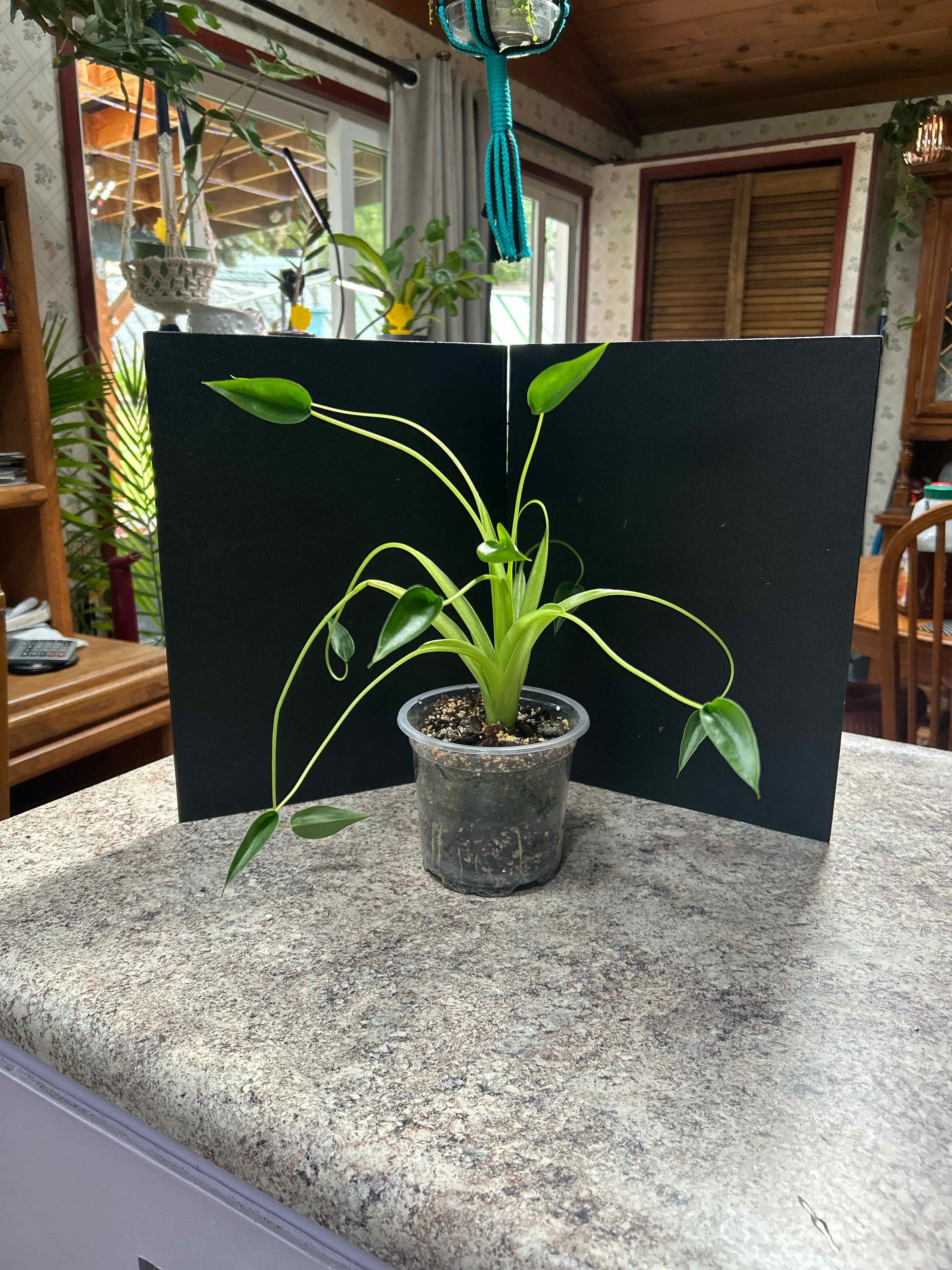 Photo of the plant species Cunjevoi by @WhizNeem3 named Sonora on Greg, the plant care app