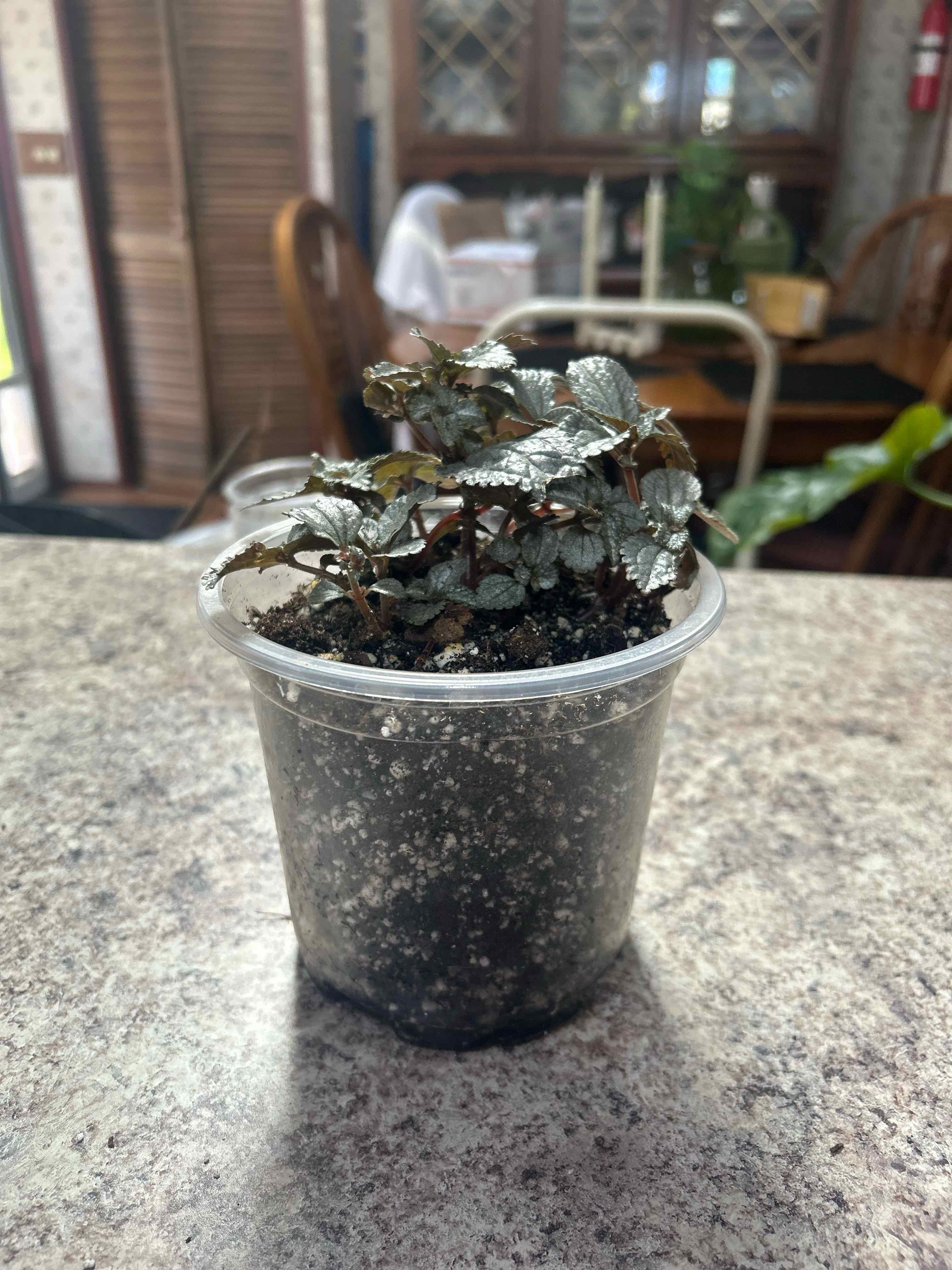 Photo of the plant species Moon Valley by @WhizNeem3 named Wall-E on Greg, the plant care app